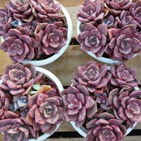 7'' Echeveria Colored Glaze Cup, Rare Live Succulent Plants