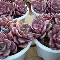 7'' Echeveria Colored Glaze Cup, Rare Live Succulent Plants