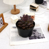 5.5'' Echeveria Dark Chocolate, Rare Live Succulent Plants