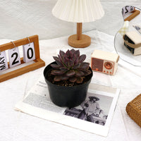 5.5'' Echeveria Dark Chocolate, Rare Live Succulent Plants