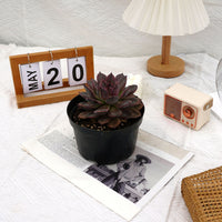5.5'' Echeveria Dark Chocolate, Rare Live Succulent Plants