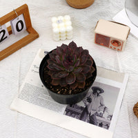 5.5'' Echeveria Dark Chocolate, Rare Live Succulent Plants