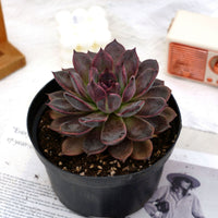 5.5'' Echeveria Dark Chocolate, Rare Live Succulent Plants