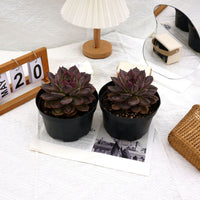 5.5'' Echeveria Dark Chocolate, Rare Live Succulent Plants