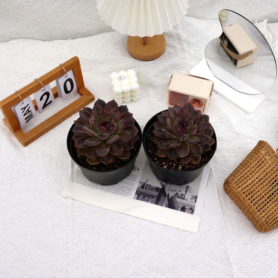 5.5'' Echeveria Dark Chocolate, Rare Live Succulent Plants