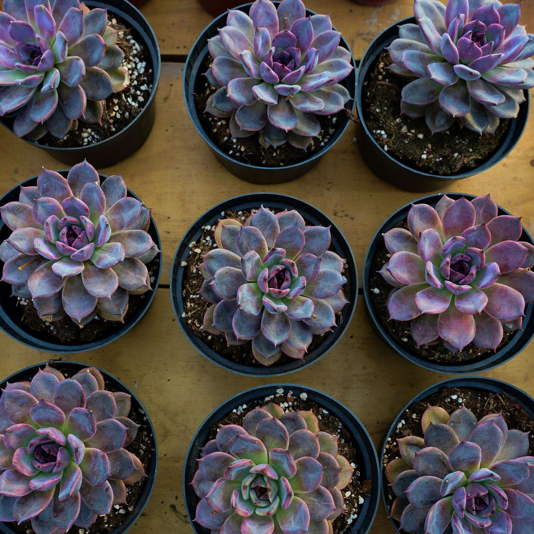 5.5'' Echeveria Dark Chocolate, Rare Live Succulent Plants