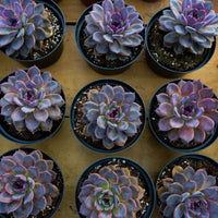 5.5'' Echeveria Dark Chocolate, Rare Live Succulent Plants