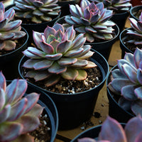 5.5'' Echeveria Dark Chocolate, Rare Live Succulent Plants