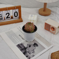 4'' Echeveria Malgan, Rare Live Succulent Plants