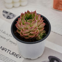 4'' Echeveria Malgan, Rare Live Succulent Plants