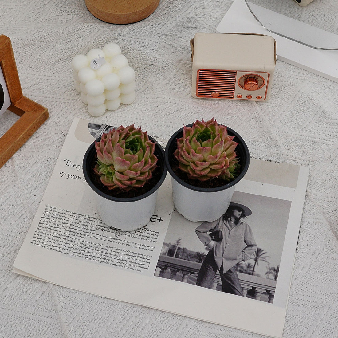 4'' Echeveria Malgan, Rare Live Succulent Plants