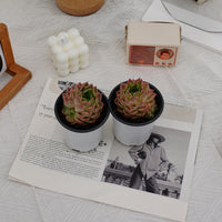 4'' Echeveria Malgan, Rare Live Succulent Plants
