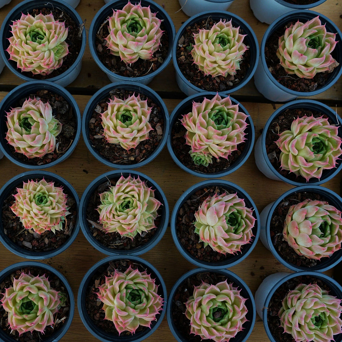 4'' Echeveria Malgan, Rare Live Succulent Plants