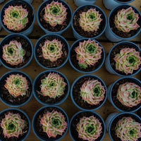 4'' Echeveria Malgan, Rare Live Succulent Plants