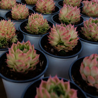 4'' Echeveria Malgan, Rare Live Succulent Plants
