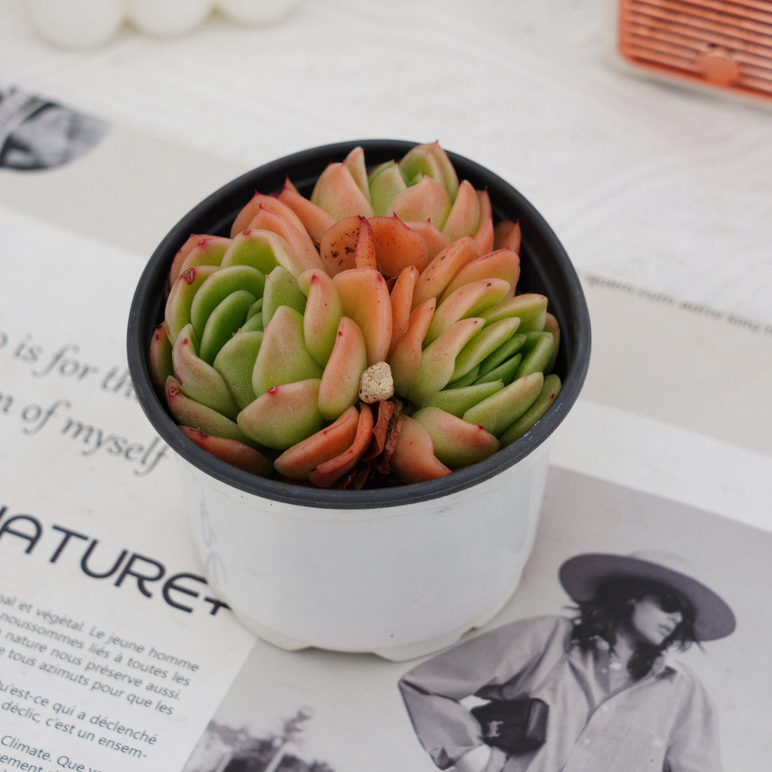 3.5'' Echeveria Agavoides Gilva, Rare Live Succulent Plants