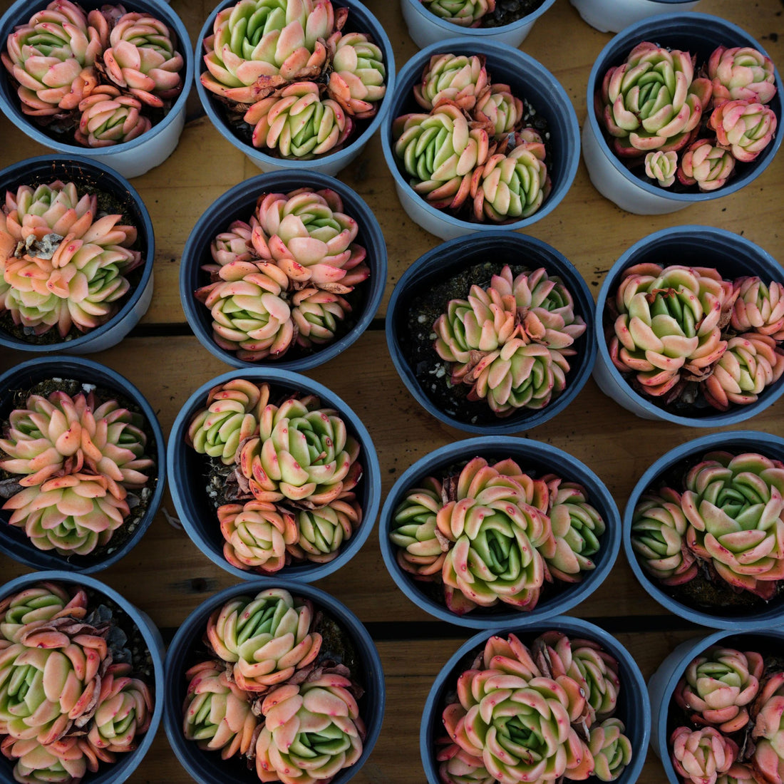 3.5'' Echeveria Agavoides Gilva, Rare Live Succulent Plants