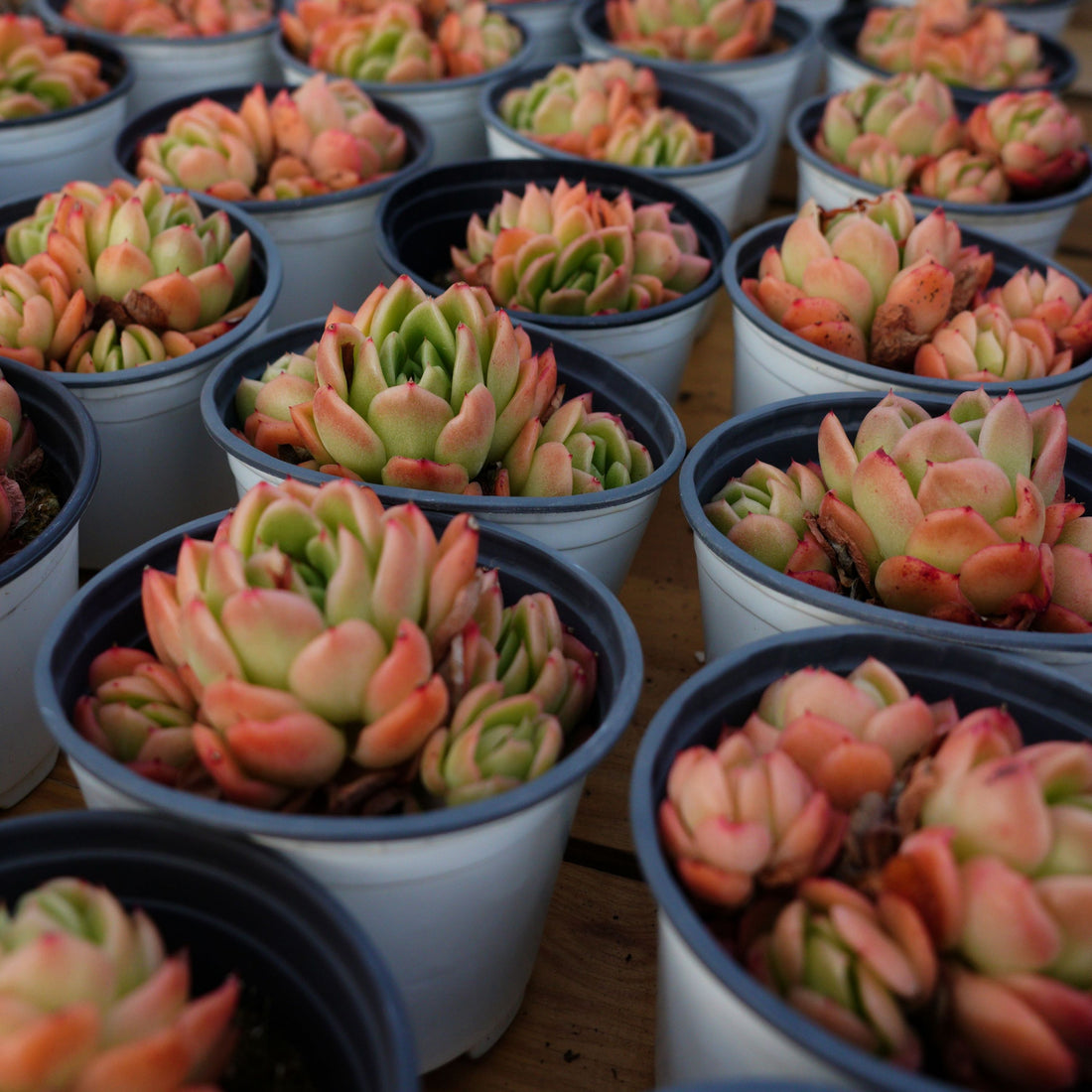 3.5'' Echeveria Agavoides Gilva, Rare Live Succulent Plants