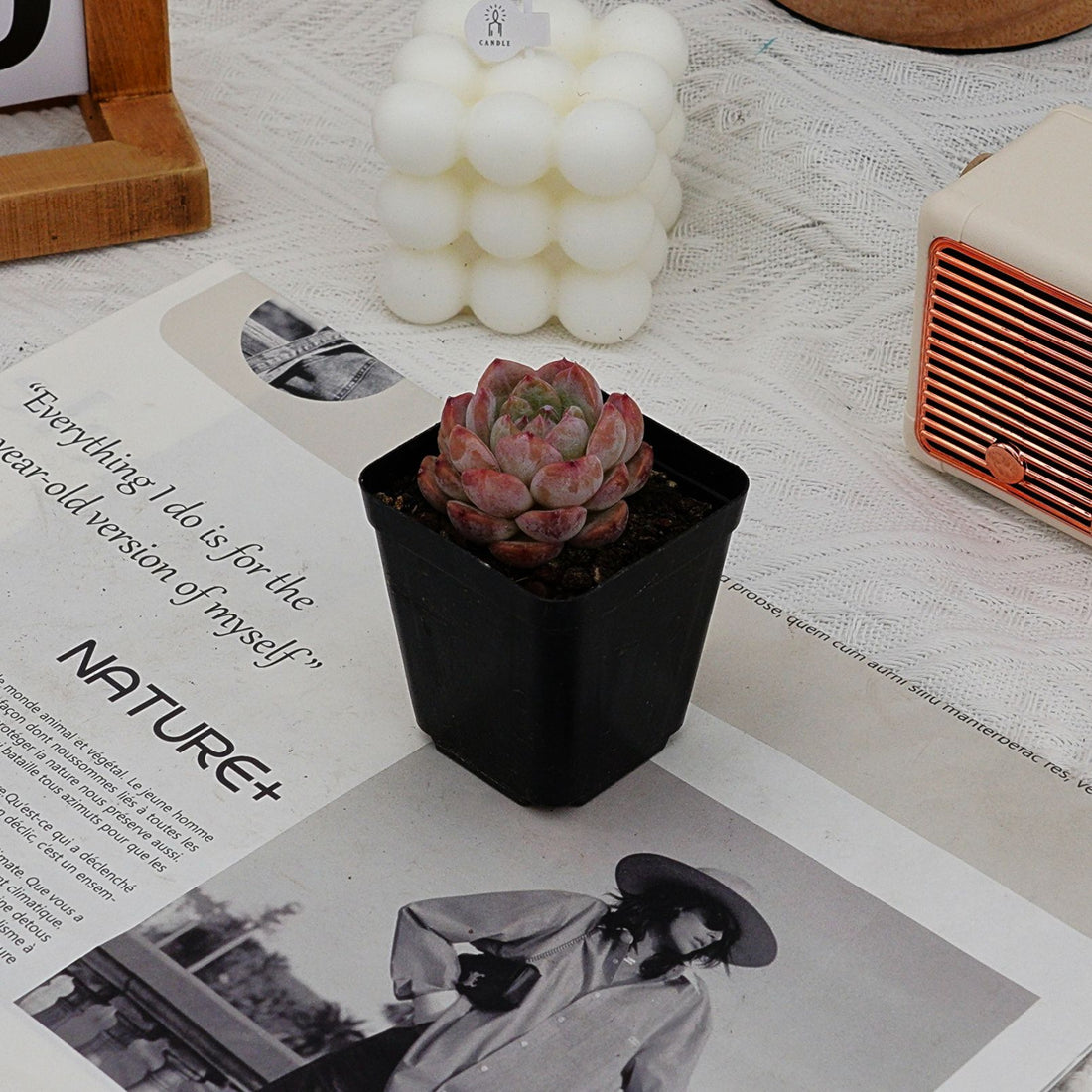 2'' Echeveria Apparition, Rare Live Succulent Plants