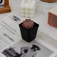 2'' Echeveria Apparition, Rare Live Succulent Plants