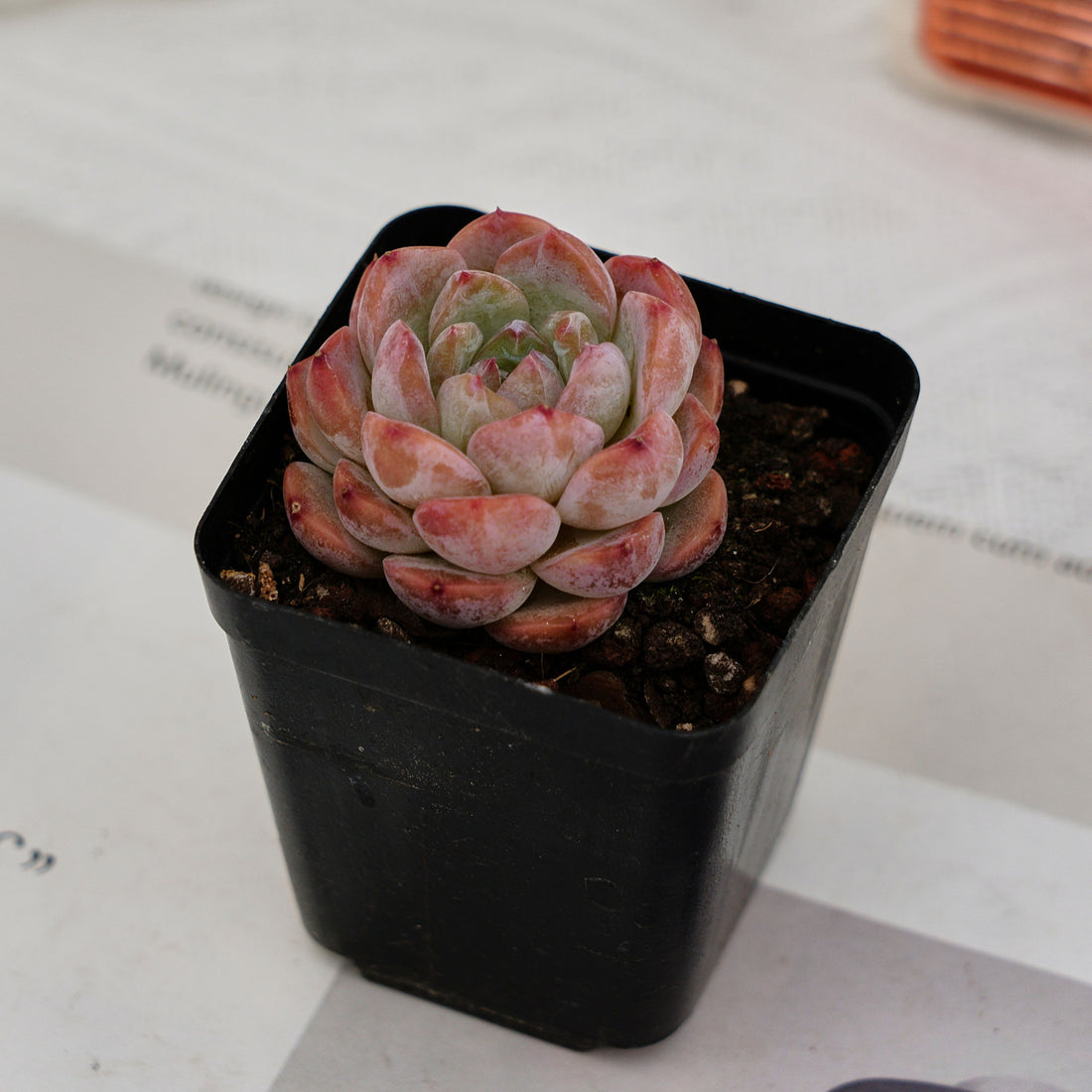 2'' Echeveria Apparition, Rare Live Succulent Plants