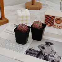 2'' Echeveria Apparition, Rare Live Succulent Plants