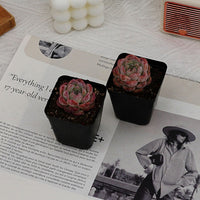 2'' Echeveria Apparition, Rare Live Succulent Plants