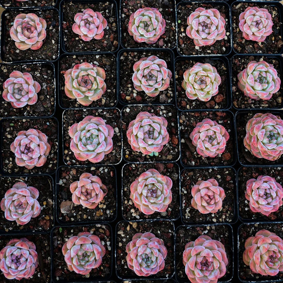 2'' Echeveria Apparition, Rare Live Succulent Plants