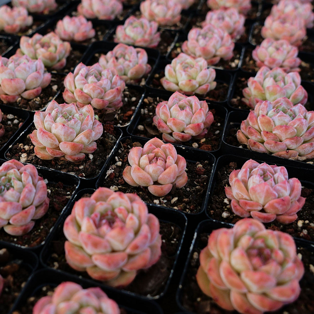 2'' Echeveria Apparition, Rare Live Succulent Plants