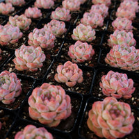 2'' Echeveria Apparition, Rare Live Succulent Plants