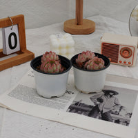 3'' Echeveria Strawberry Ice, Rare Live Succulent Plants