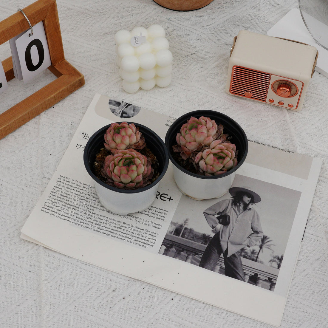 3'' Echeveria Strawberry Ice, Rare Live Succulent Plants