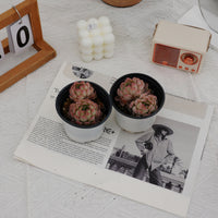 3'' Echeveria Strawberry Ice, Rare Live Succulent Plants
