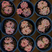 3'' Echeveria Strawberry Ice, Rare Live Succulent Plants