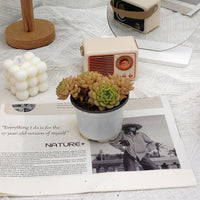 4'' Echeveria Macadamia, Rare Live Succulent Plants