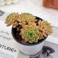 4'' Echeveria Macadamia, Rare Live Succulent Plants