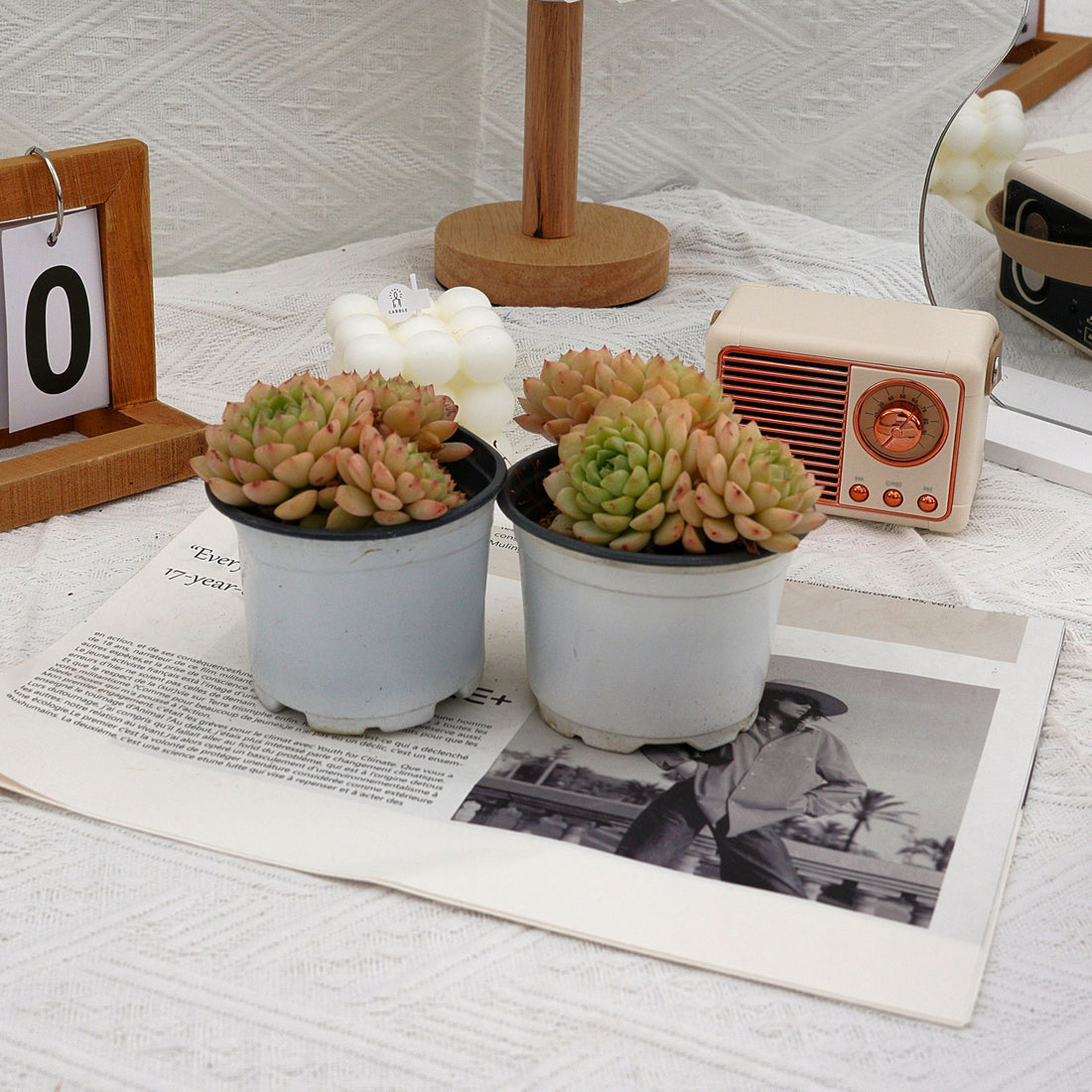 4'' Echeveria Macadamia, Rare Live Succulent Plants