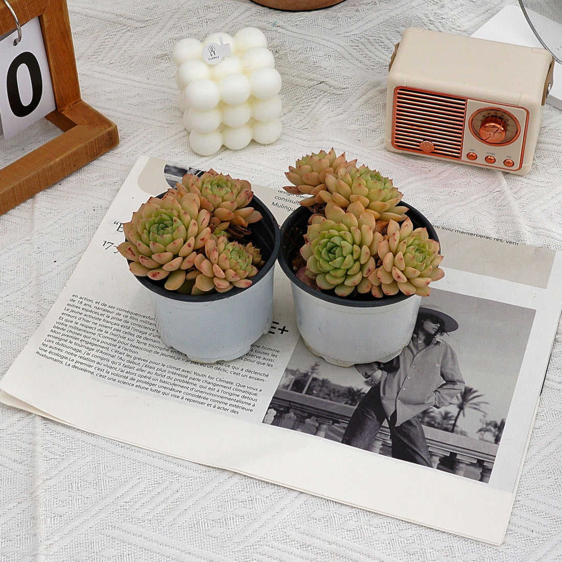 4'' Echeveria Macadamia, Rare Live Succulent Plants