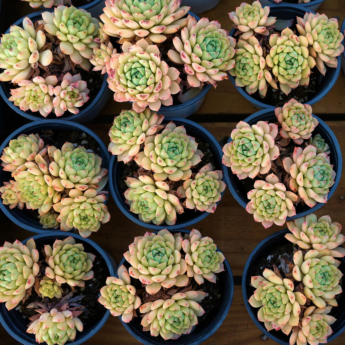 4'' Echeveria Macadamia, Rare Live Succulent Plants