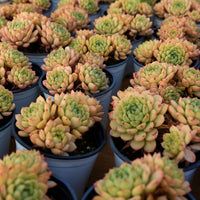 4'' Echeveria Macadamia, Rare Live Succulent Plants
