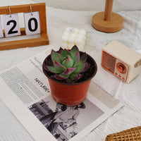 4'' Echeveria Agavoides Casio, Rare Live Succulent Plants