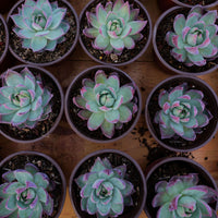 4'' Echeveria Agavoides Casio, Rare Live Succulent Plants