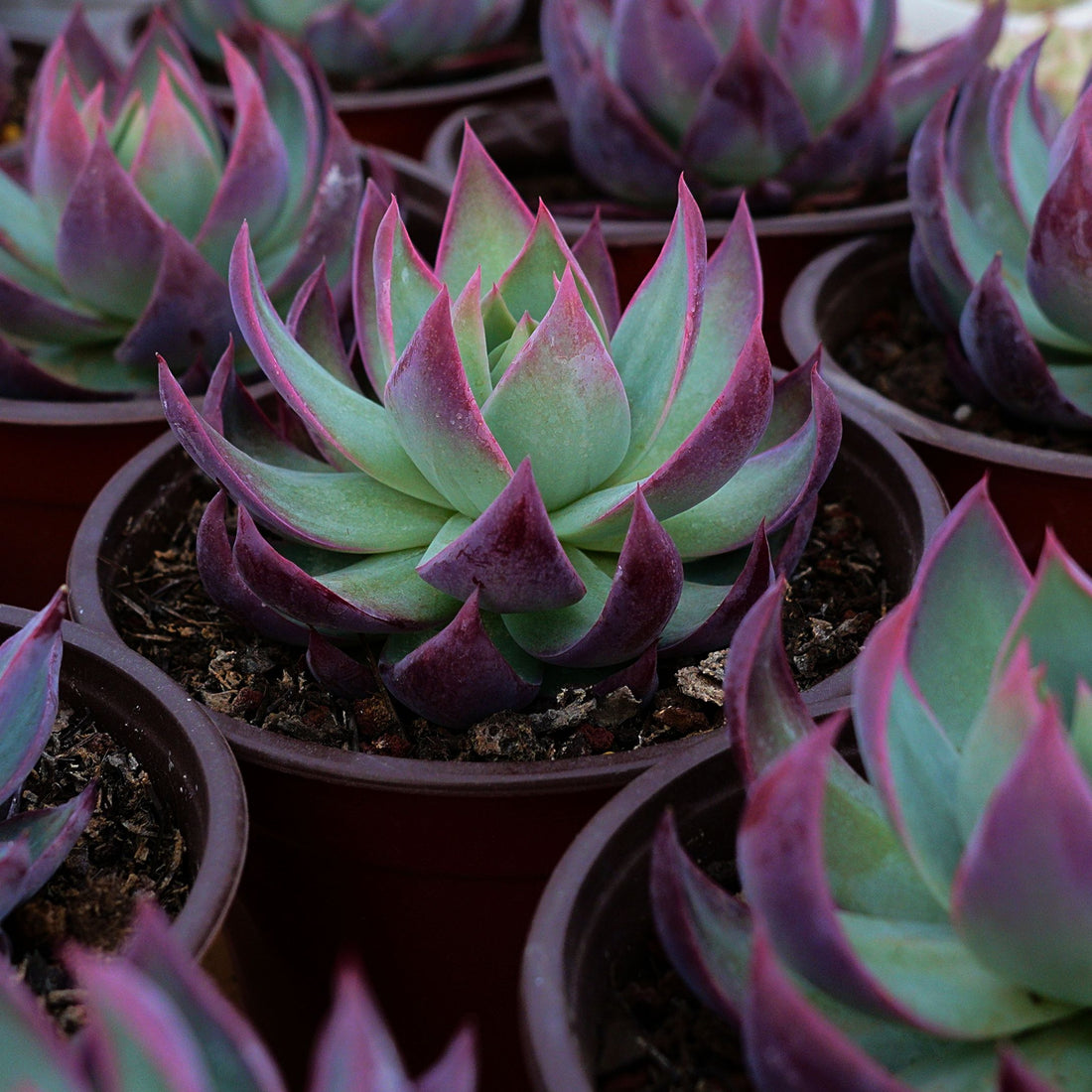 4'' Echeveria Agavoides Casio, Rare Live Succulent Plants