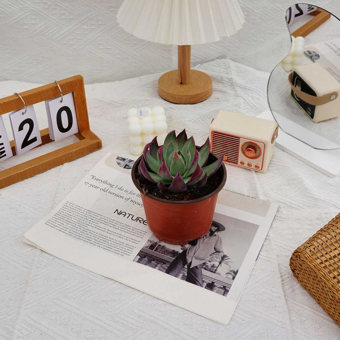 4'' Echeveria Agavoides Casio, Rare Live Succulent Plants
