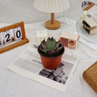 4'' Echeveria Agavoides Casio, Rare Live Succulent Plants