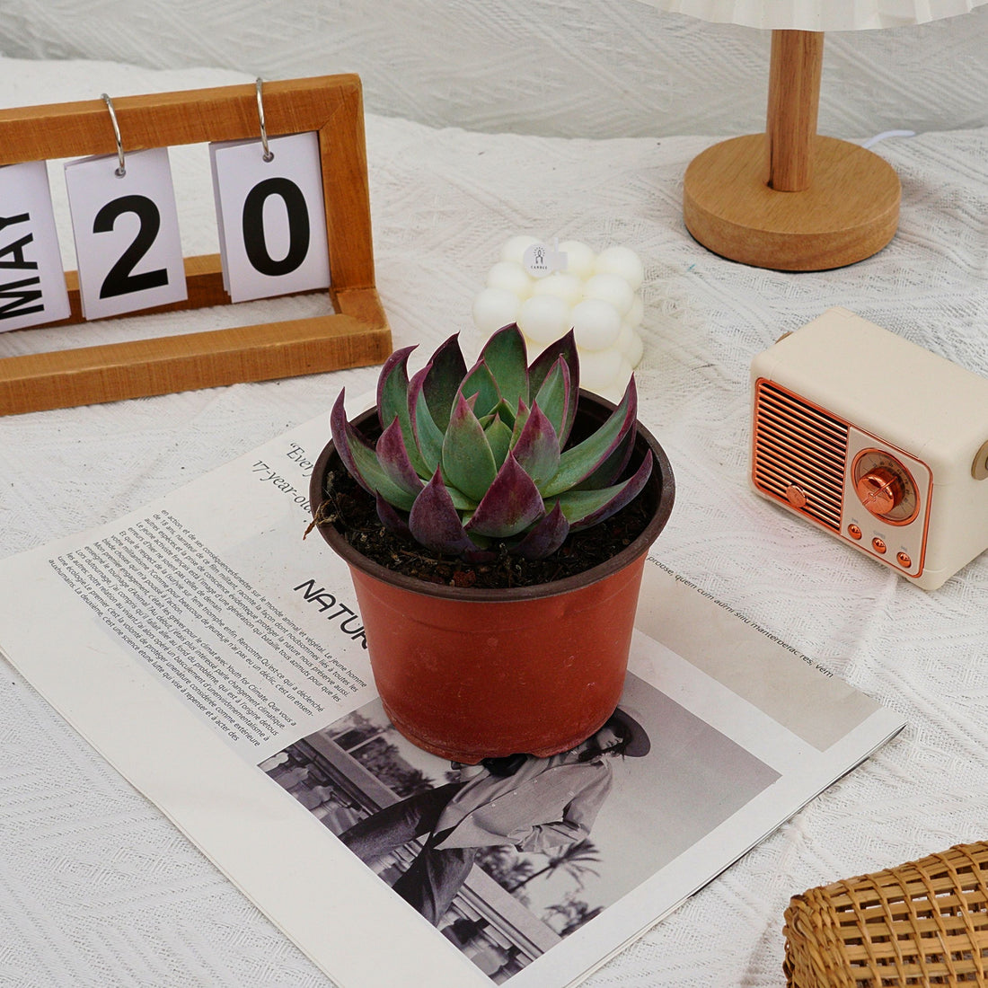 4'' Echeveria Agavoides Casio, Rare Live Succulent Plants
