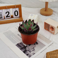 4'' Echeveria Agavoides Casio, Rare Live Succulent Plants