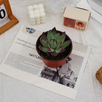 4'' Echeveria Agavoides Casio, Rare Live Succulent Plants