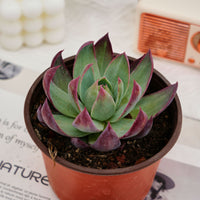 4'' Echeveria Agavoides Casio, Rare Live Succulent Plants