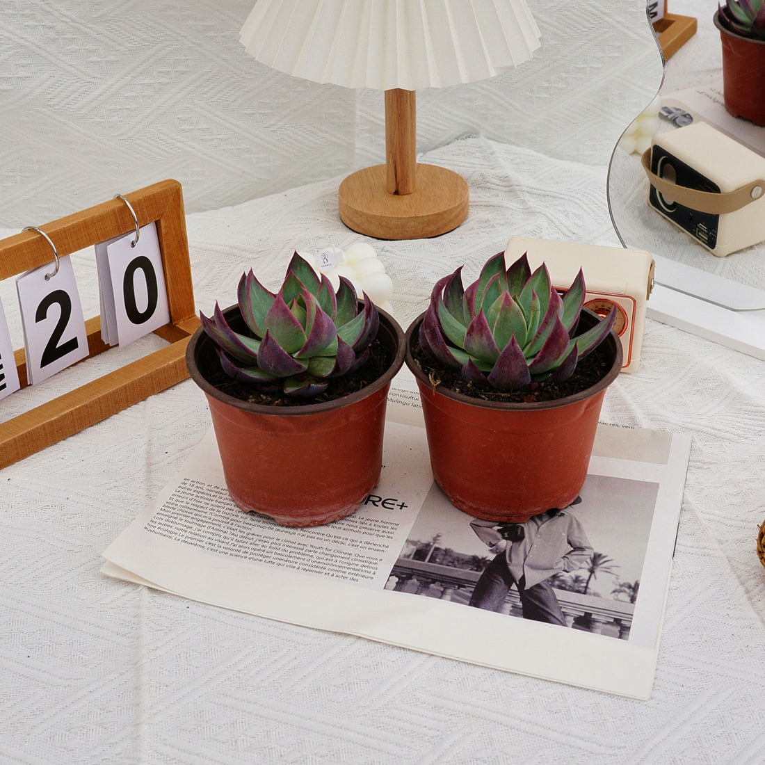 4'' Echeveria Agavoides Casio, Rare Live Succulent Plants